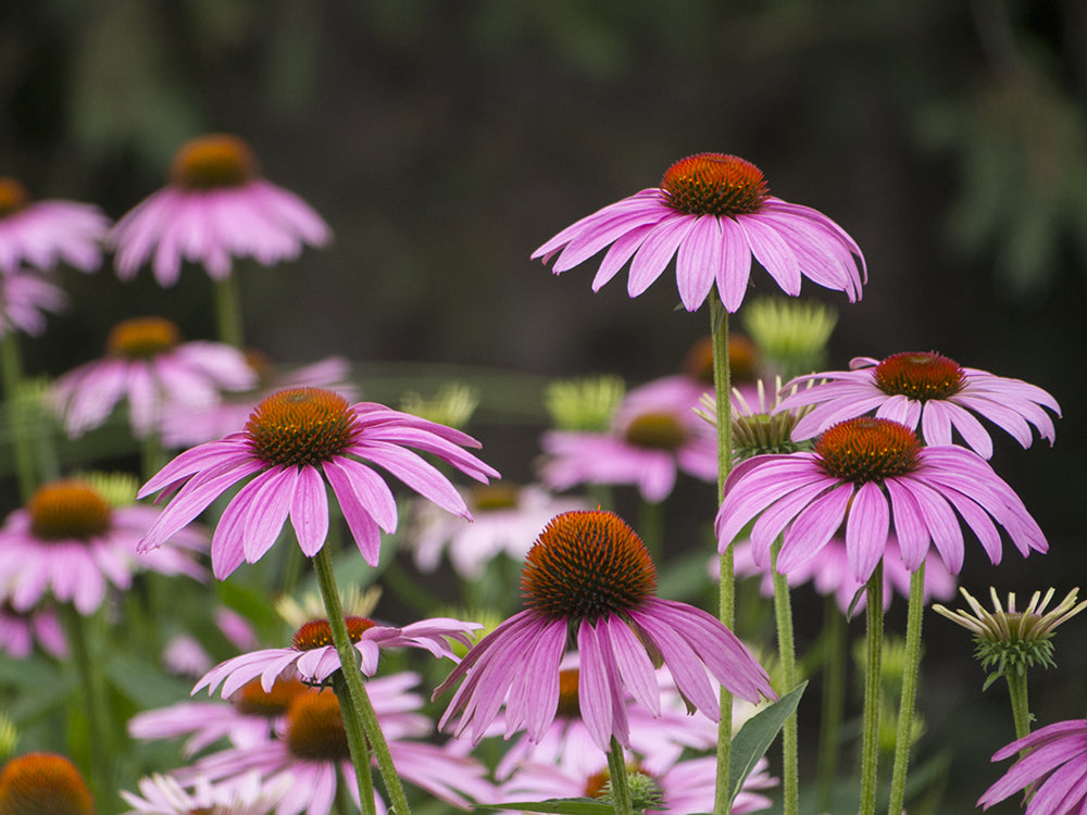 Conoce  los 5 beneficios de la Echinacea