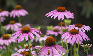 Conoce  los 5 beneficios de la Echinacea