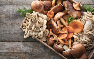 Los Famosos Mushrooms (Hongos Medicinales)