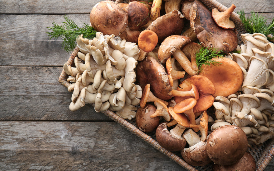 Los Famosos Mushrooms (Hongos Medicinales)